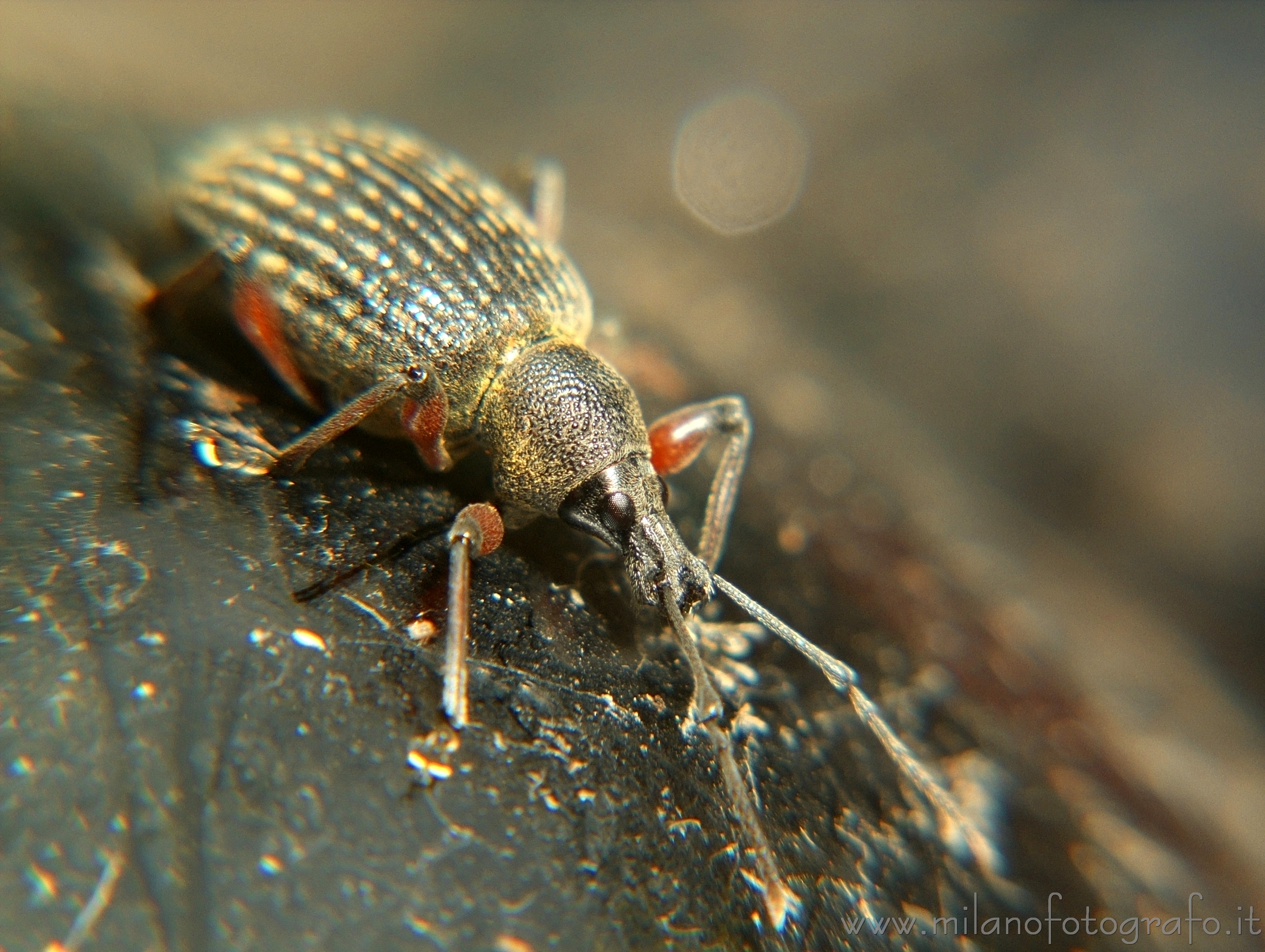 Valmosca frazione di Campiglia Cervo (Biella) - Probabilmente Cirrorhynchus plumipes